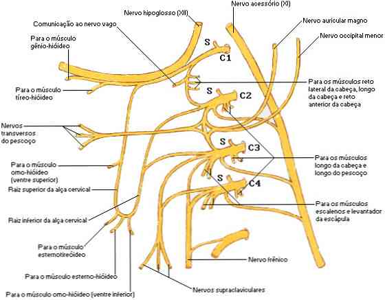 Cervicale plexuslocatie, vertakkingen en functies