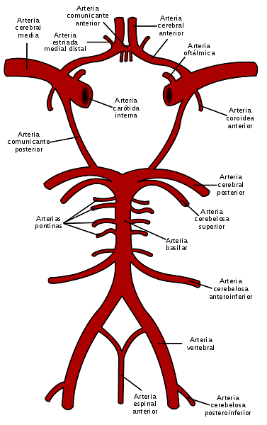 Položaj Willisa, anatomija i funkcije