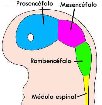 תכונות Proscentéfalo, פיתוח תהליך של בידול
