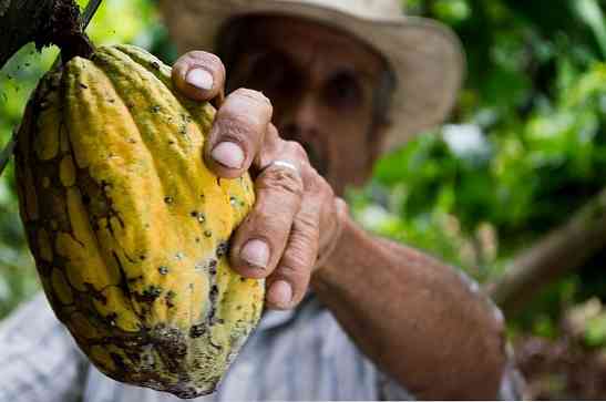 Apakah Boom Cacao Ecuador?