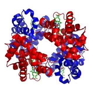 ヘモグロビンとはどんな種類のタンパク質ですか？
