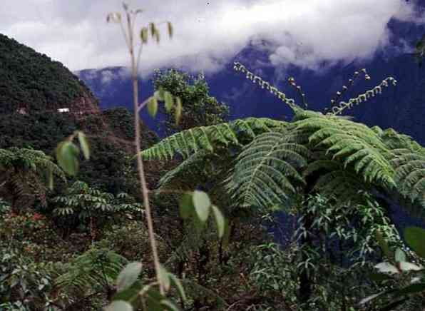 Yunga Περιφέρεια Περού Χλωρίδα, πανίδα, ανακούφιση και κύρια χαρακτηριστικά