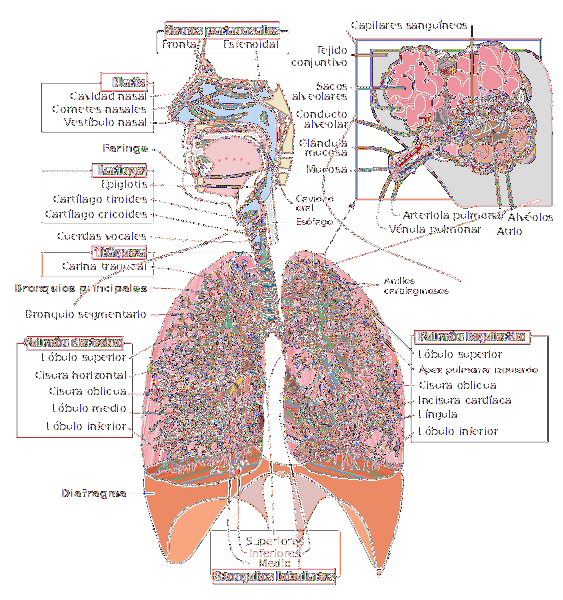 Plaušu elpošanas raksturojums, process, fāzes un anatomija