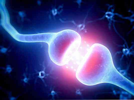 Vývoj synaptogeneze, zrání a nemoci