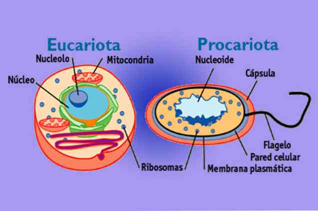 ประเภทของเซลล์ Prokaryotic และ Eukaryotic (มีรูป)