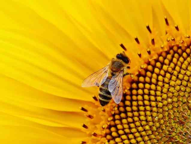 Typer av pollination Huvudfunktioner, fördelar och nackdelar