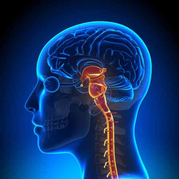 Funkcie, časti a anatómia mozgového trupu (s obrázkami)