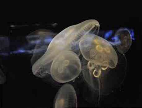 Značilnosti in klasifikacija zooplanktona