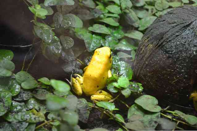 10 dieren in uitstervingsgevaar in Colombia