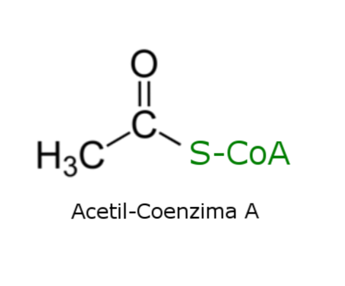 Struktur, Latihan dan Fungsi Acetyl Coenzyme A