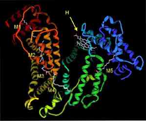 Fungsi Albumin, Sintesis, Punca Kekurangannya, Jenis