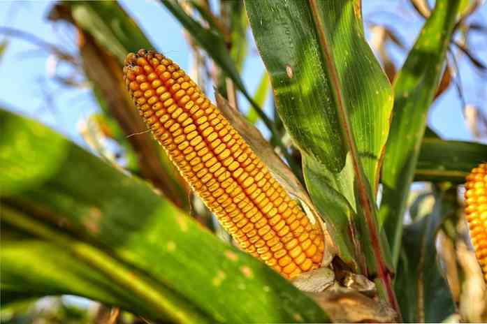 Prehispanska hrana iz Mehike Aridoamerica in Mesoamerica