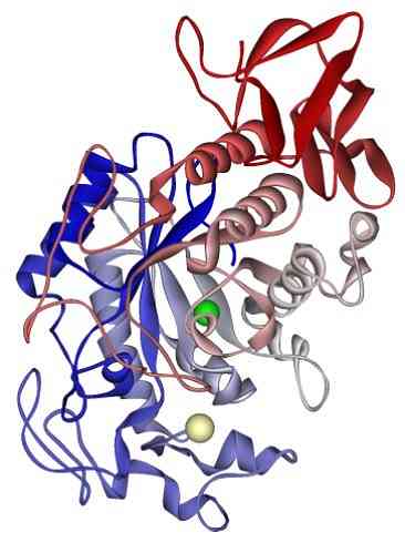 Apoenzyme الخصائص والوظائف والأمثلة