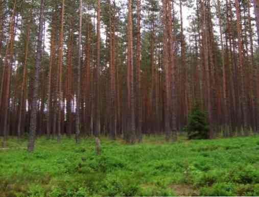 خصائص الغابات الصنوبرية النباتات الحيوانات المناخ الموقع