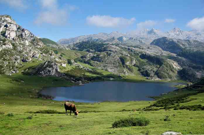 Flora dan Fauna Spesies Perwakilan Sierra Ecuador