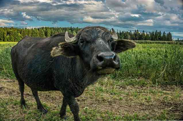 Brusenje sestave bikov, lastnosti, stranskih učinkov
