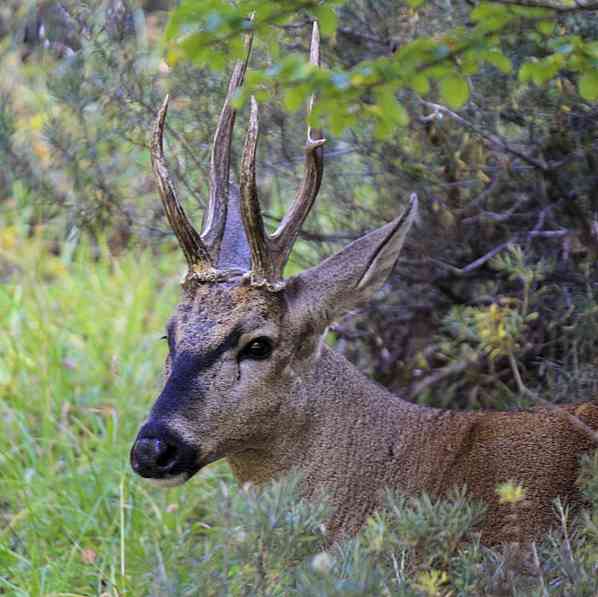 The 10 Animals in Bahaya Kepupusan di Chile