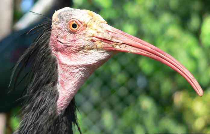 The 10 Animals in Bahaya Kepupusan di Sepanyol Paling Penting