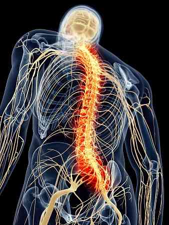 脊髄部品、機能および解剖学（画像付き）
