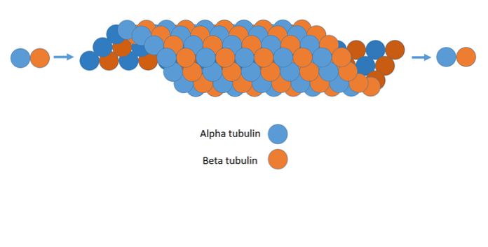 Struktur Microtubules, Fungsi dan Kepentingan Klinikal