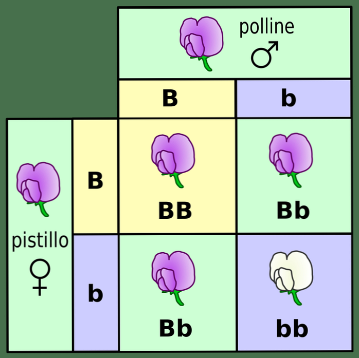 Monohybridisme dalam Apa yang Terdiri dan Latihan Yang Terselesaikan