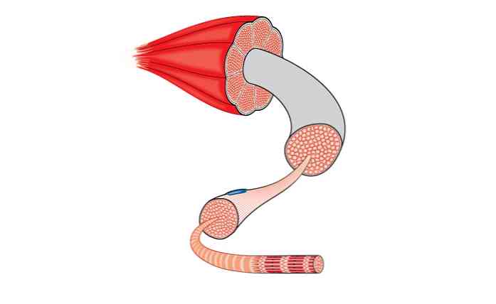 Striated Muscle Egenskaber, Funktioner og Klassifikation