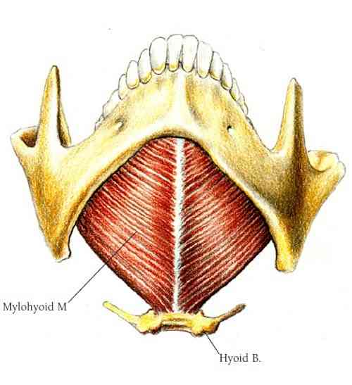 Mylohyoid Muscle Oprindelse og indsættelse og funktioner