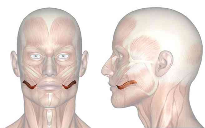 Risorio Muscle funktioner, indsætninger, relationer og vaskularisering