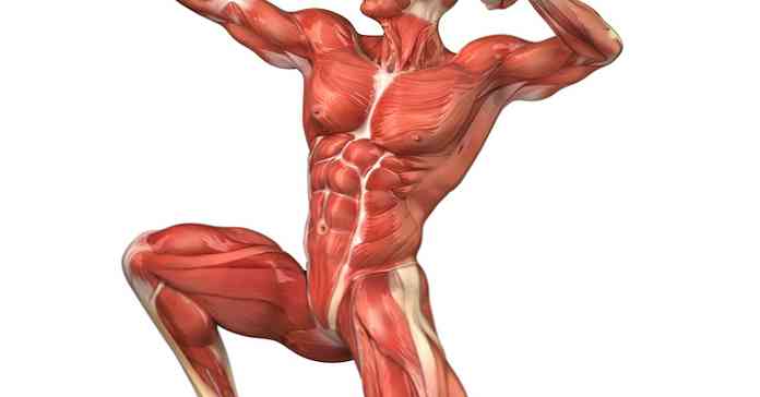 Antigravity Muskler Typer og deres funktioner, Oprindelse og Insertion