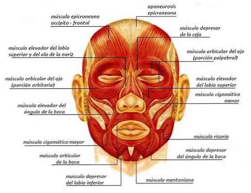 Muskler i ansigtskarakteristika og funktioner