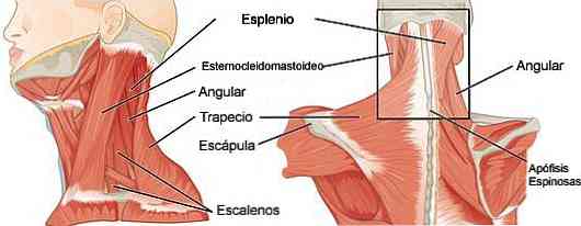 Halsmuskelklassificering och funktioner
