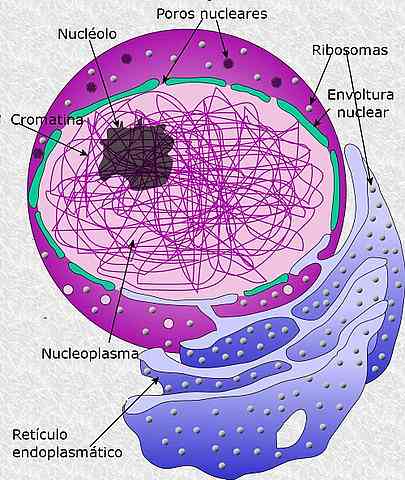 Nucleoplasm raksturojums, struktūra un funkcijas