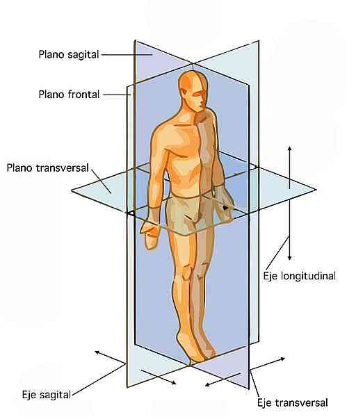 Anatomiske planer og akser i menneskekroppen