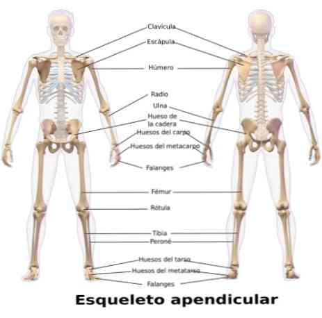 ما هو الهيكل العظمي الزائدي؟