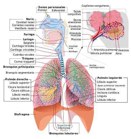Što su plućni režnjevi?