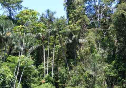Omagua Region Egenskaper, Relief, Flora, Fauna