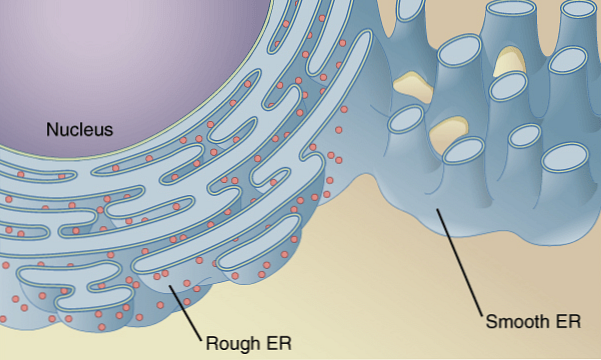Smooth Endoplasmic Reticulum Egenskaber, Struktur og Funktioner