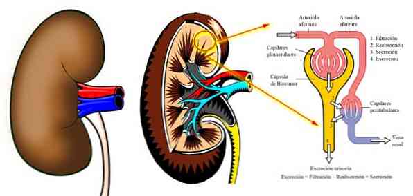 Anatomie ledvin, fyziologie, funkce, hormony a nemoci