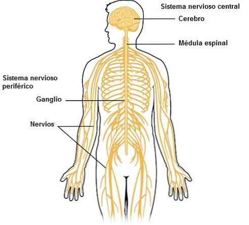 חלקים מרכזיים של מערכת העצבים והפונקציות (עם תמונות)