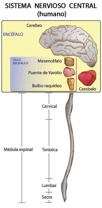 Struktury a funkce lidského nervového systému (s obrázky)