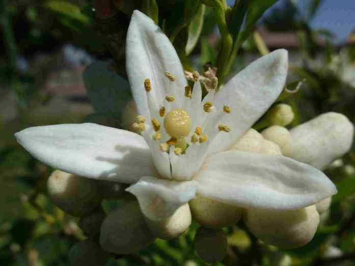 12 ziedu tēja tam, ko tā pasniedz, kontrindikācijas un blakusparādības