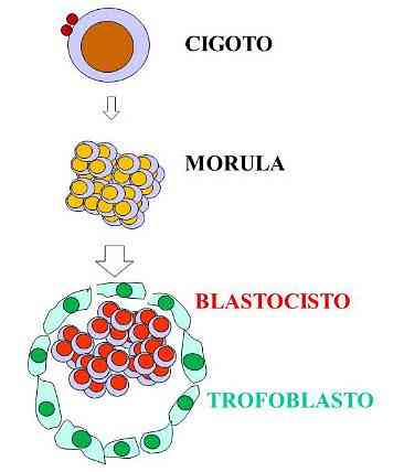 Funkcje trofoblastów, warstwy i rozwój