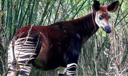 26 حيوانات غابة وخصائصها مع صور علم الاحياء Thpanorama