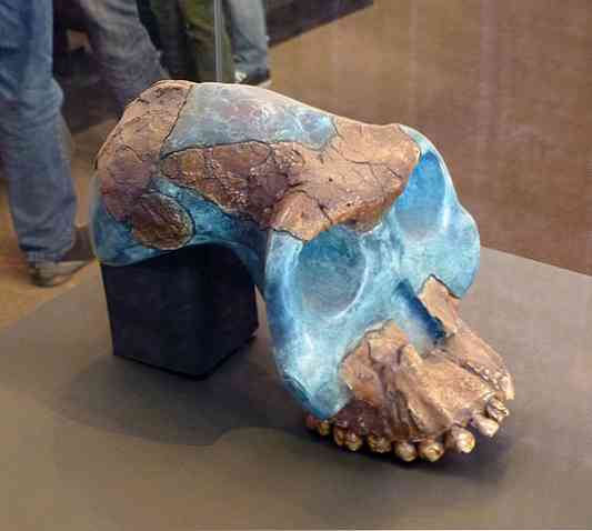 Australopithecus Garhi Charakterystyka, pojemność czaszki, narzędzia