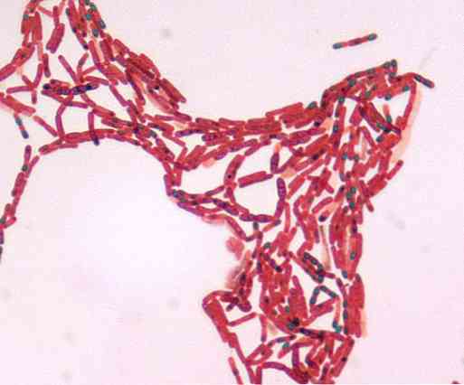 Ciri-ciri umum Bacillus, taksonomi, morfologi, filogeni