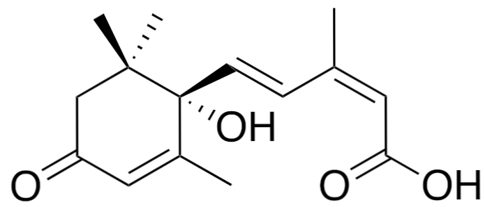 Mekanisme tindakan, fungsi, kesan asid Abscisic (ABA)