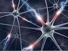 Kiek neuronų yra žmogus?