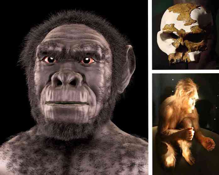 Homo Habilis Произход, Характеристики, Храна