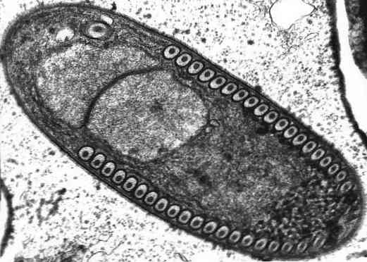 Ciri-ciri microsporidia, taksonomi, kitaran hidup, pembiakan