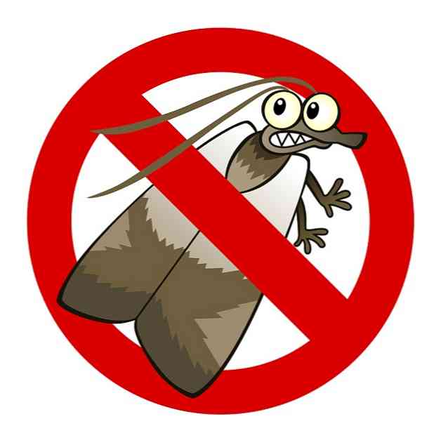 Motefobia (Phobia to Moths) อาการสาเหตุการรักษา